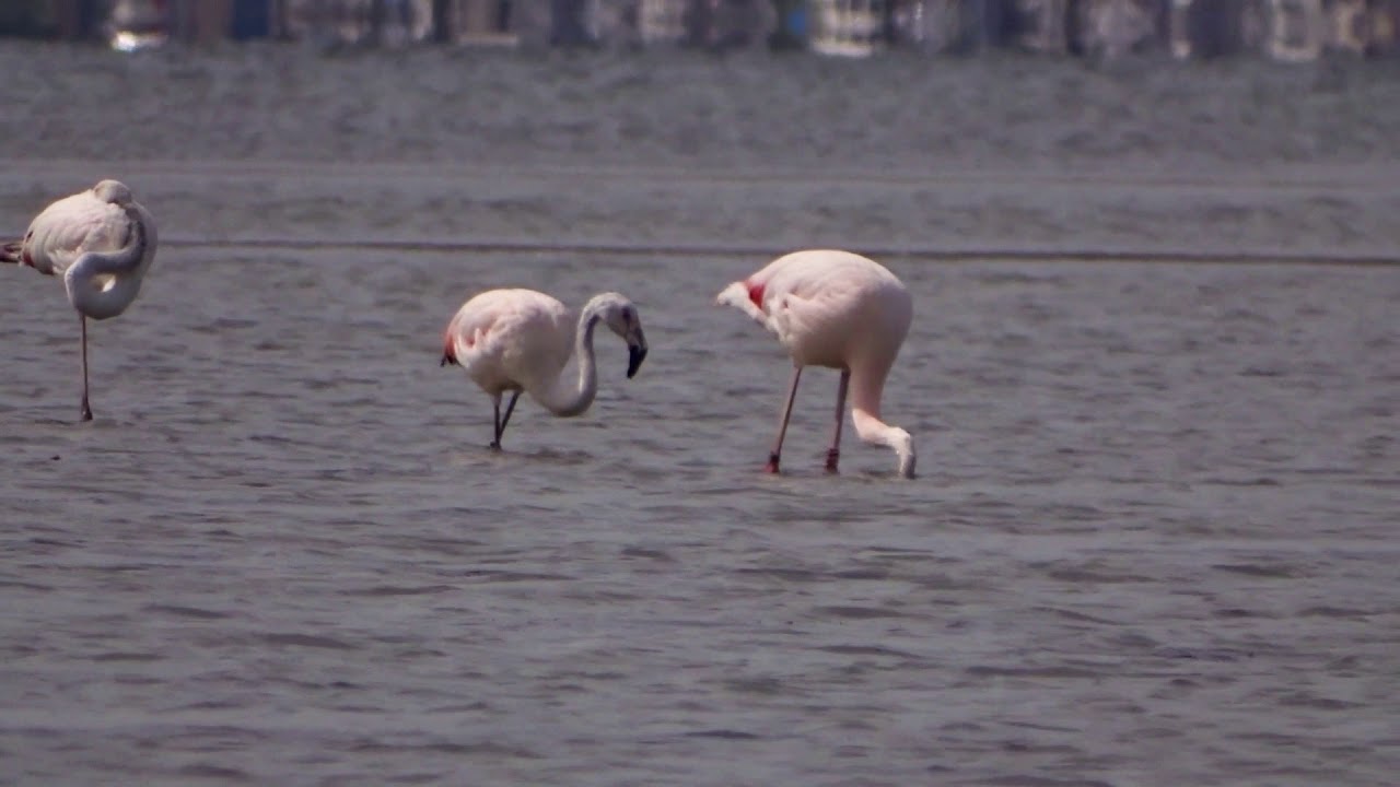 Flamingo's nu ook in de zomer in het Grevelingenmeer - YouTube