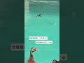 小鸭崽独自在水中转圈圈，谁家没有个调皮小宝贝～#萌宠日常 #动物趣事 #可爱到犯规 #鸭鸭太调皮 | Hebei Moment河北：精彩时刻的记录者