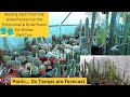 Moving my cacti from the greenhouse into the polytunnel  grow room for winter  part two cactus