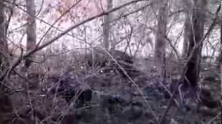 Nemacki Lovni Terijeri-Dzoni I Bobi