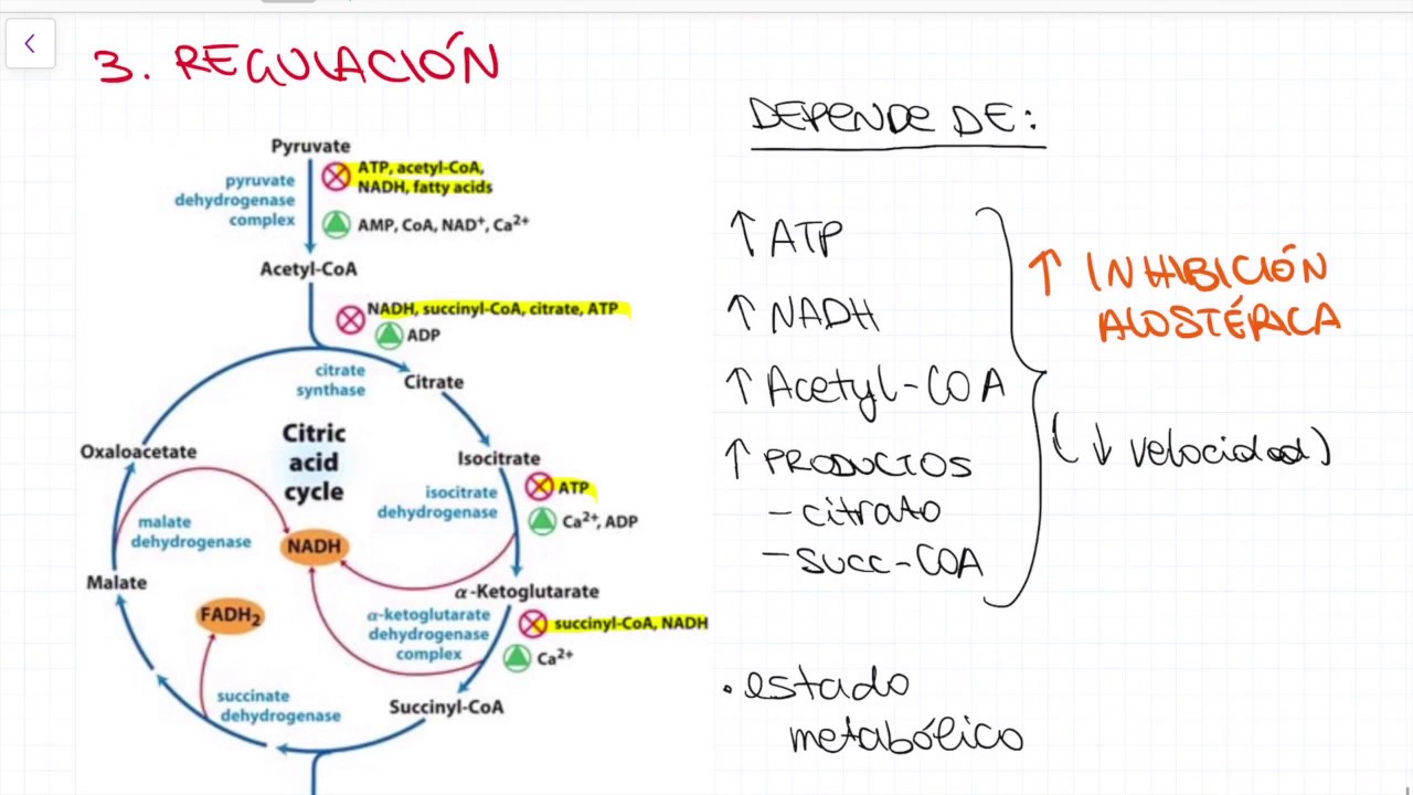 1. S2.G5 Complejo de la piruvato deshidrogenasa. Reacciones más importantes del ciclo de Krebs 1. S2.G5 Complejo de la piruvato deshidrogenasa. Reacciones más importantes del ciclo de Krebs