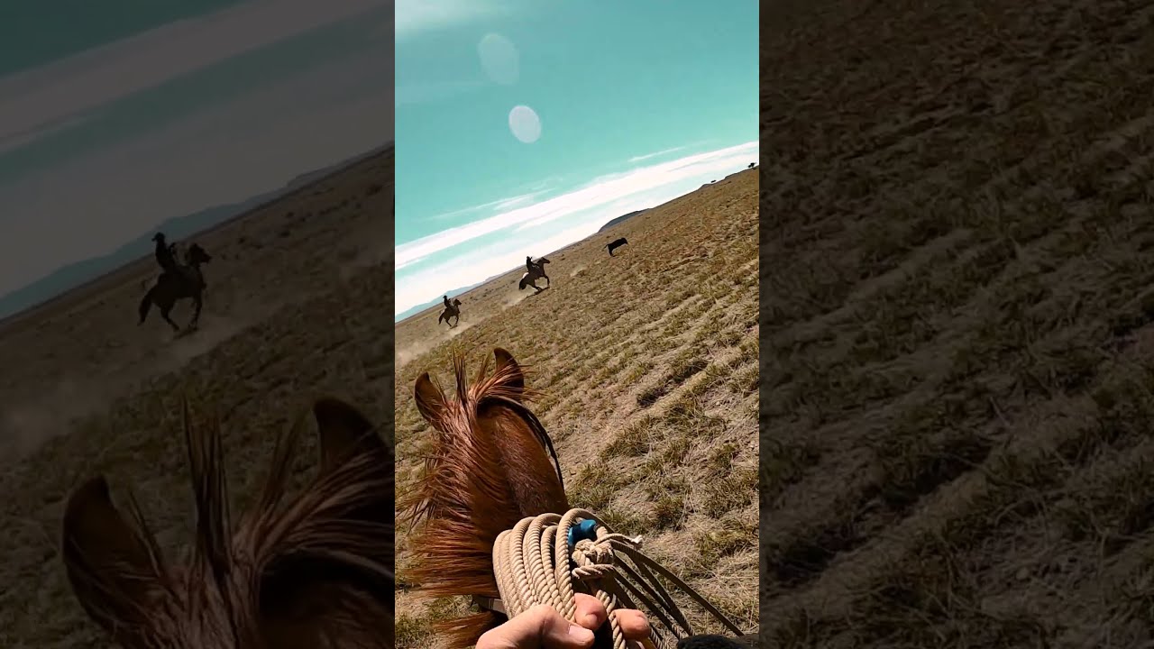 Fast Runaway Calf Gets Roped POV Watch Latest Video Cowboys Rodeo Cow Cowboy Horse Ranch
