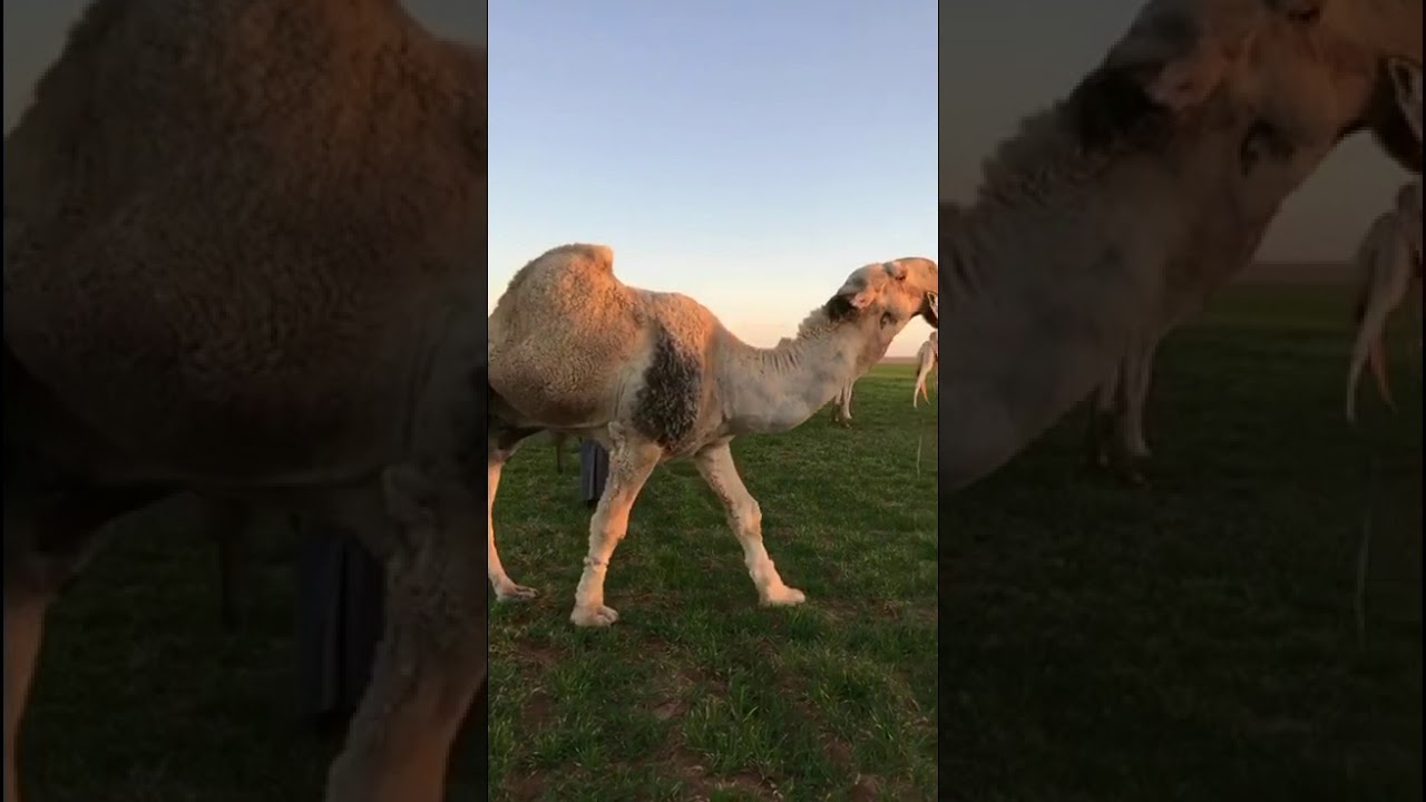 رحله من المزرعة للبعارين . سناب E3333E