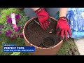 How to make perfect potted plants: Thriller, filler, spiller method