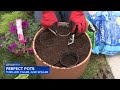 How to make perfect potted plants: Thriller, filler, spiller method