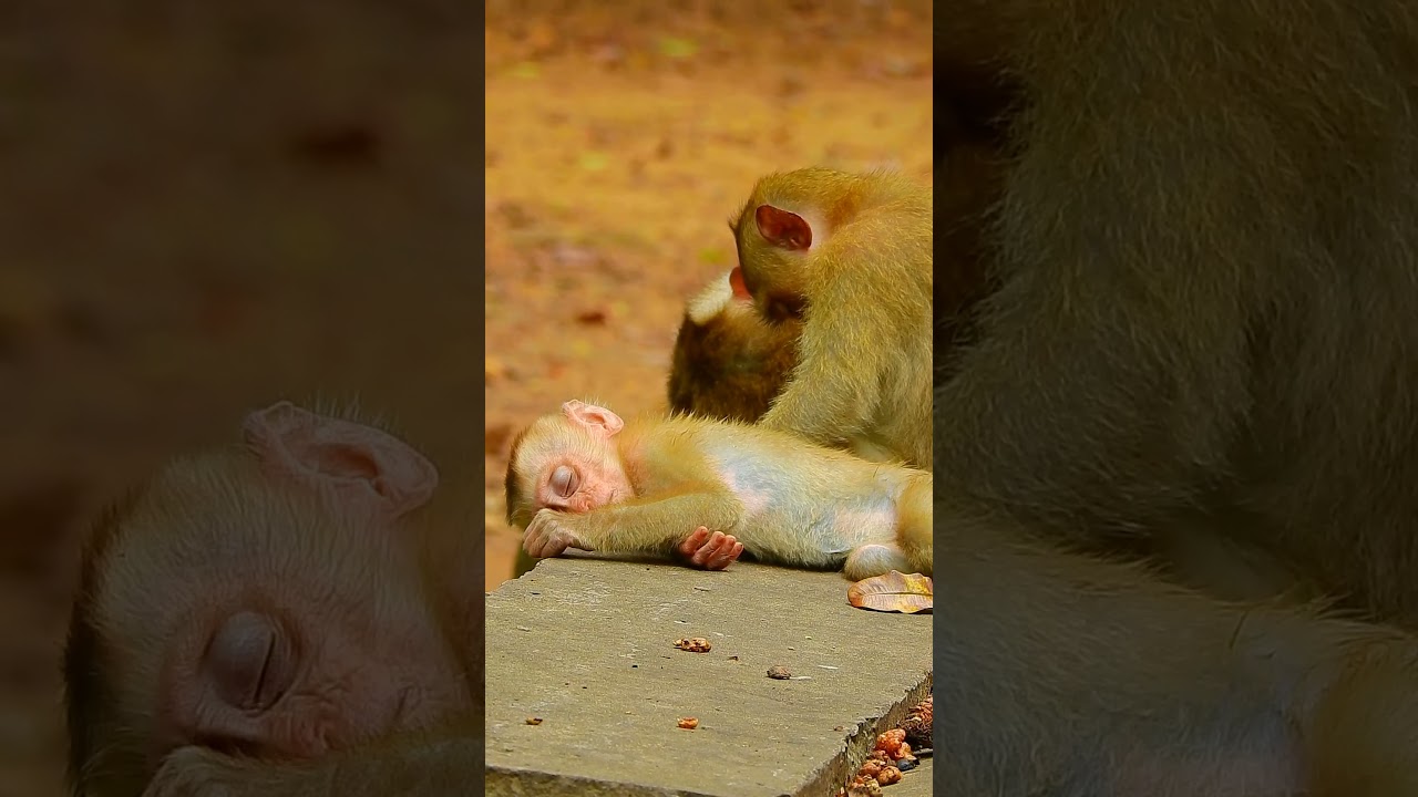 Really pity adorable baby Lucie and Rainbow little babies😓😍😘❤️part#09 