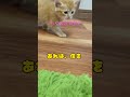 もぐのきもち9 #shorts #short #もぐのきもち #猫 #子猫 #保護猫 #猫好きさんと繋がりたい #cat #動物