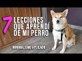 7 lecciones que aprendi de mi perro - Minimalismo aplicado 3/4 Habitos de exito que funcionan