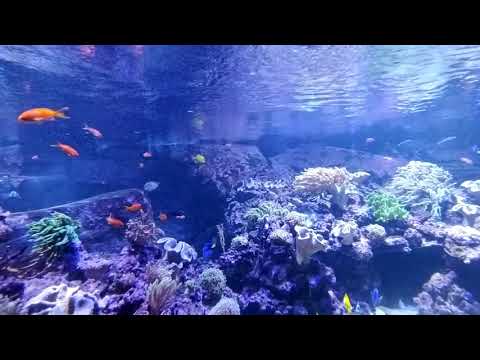 Dubai underwater zoo