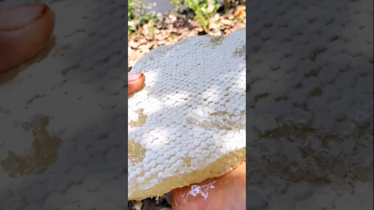 This white honey is too beautiful to harvest 🍯 