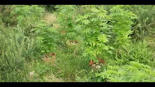 GUERILLA GROW 2023