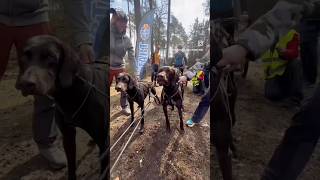 Amazing race , video is credit to the trainer wonderful #racing Amazing race , video is credit to the trainer wonderful #racing