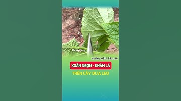 BIỂU HIỆN VÀ CÁCH KHẮC PHỤC CÂY DƯA LEO BỊ XOĂN NGỌN 🥒🥒 #xoanlaxoanngon #khamlasuongtrai #dualeo