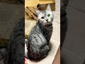 #cat #ボカロ曲 #shorts #shortsfeed