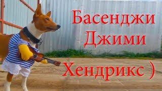 Басенджи Джими Хендрикс Басенджи Джими Хендрикс