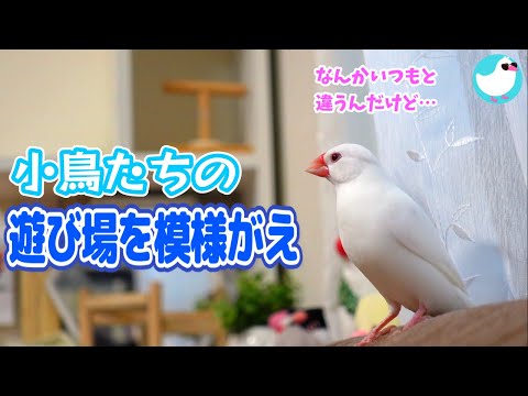 【文鳥とセキセイインコ】遊び場を模様がえ～小鳥たちの反応は！？