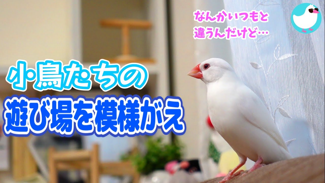 文鳥とセキセイインコ】遊び場を模様がえ～小鳥たちの反応は！？ - YouTube