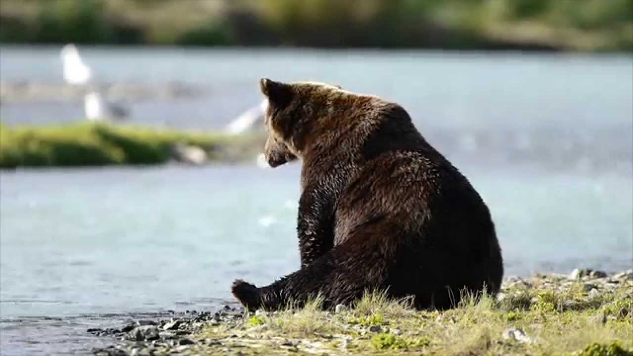 Discover Kodiak Destination Video - YouTube