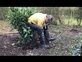 Relocating mature shrub on your own, transplanting a laurel