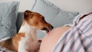 Köpek hamile kadının her gün karnını yalıyordu 😳