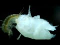 Макросъёмка кормление гаммаруса и морской жёлудь или балянус на стенке аквариума