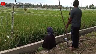 farmers' creativity without limits, a new way to get rid of sparrows, Linda bayyezid vlogs