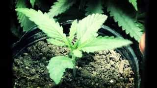 Cannabis grow Timelapse