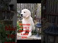 #щенок #домсемья #золотистыйретривер #голденретривер