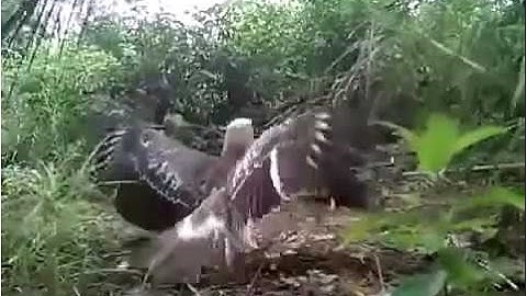 bẫy gà rừng - xém bị đại bàng làm thịt ồ hên quá!✔ [Mr Dinoll]