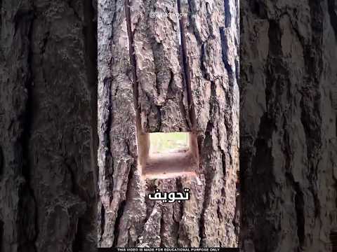 لماذا يوجد ثقب في الشجرة