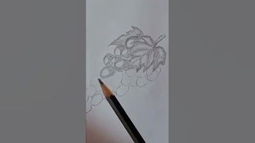 How to Draw grape | Easy Step-by-Step Tutorial