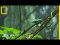 Fascinants lézards du Guatemala