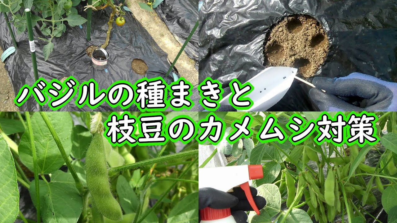 バジルの種まきと枝豆のカメムシ対策 Youtube