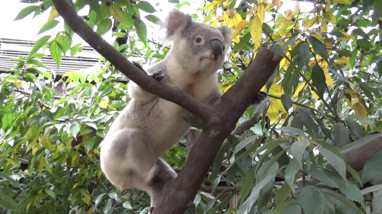 コアラ イケメンコアラの冒険 Cute koala adventure #433【Cute animal videos