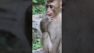 Adorable  Monkey videos &amp; Lovely My Monkey-