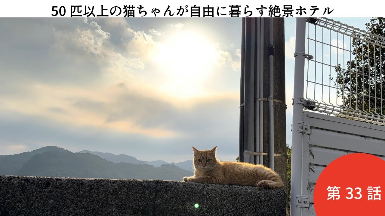 【ホテル白い燈台】33話子猫と暮らした最後の日　いつもの変わらない日常とこれからの課題/徳島県美波町/日和佐浦/保護猫沢山の絶景ホテル