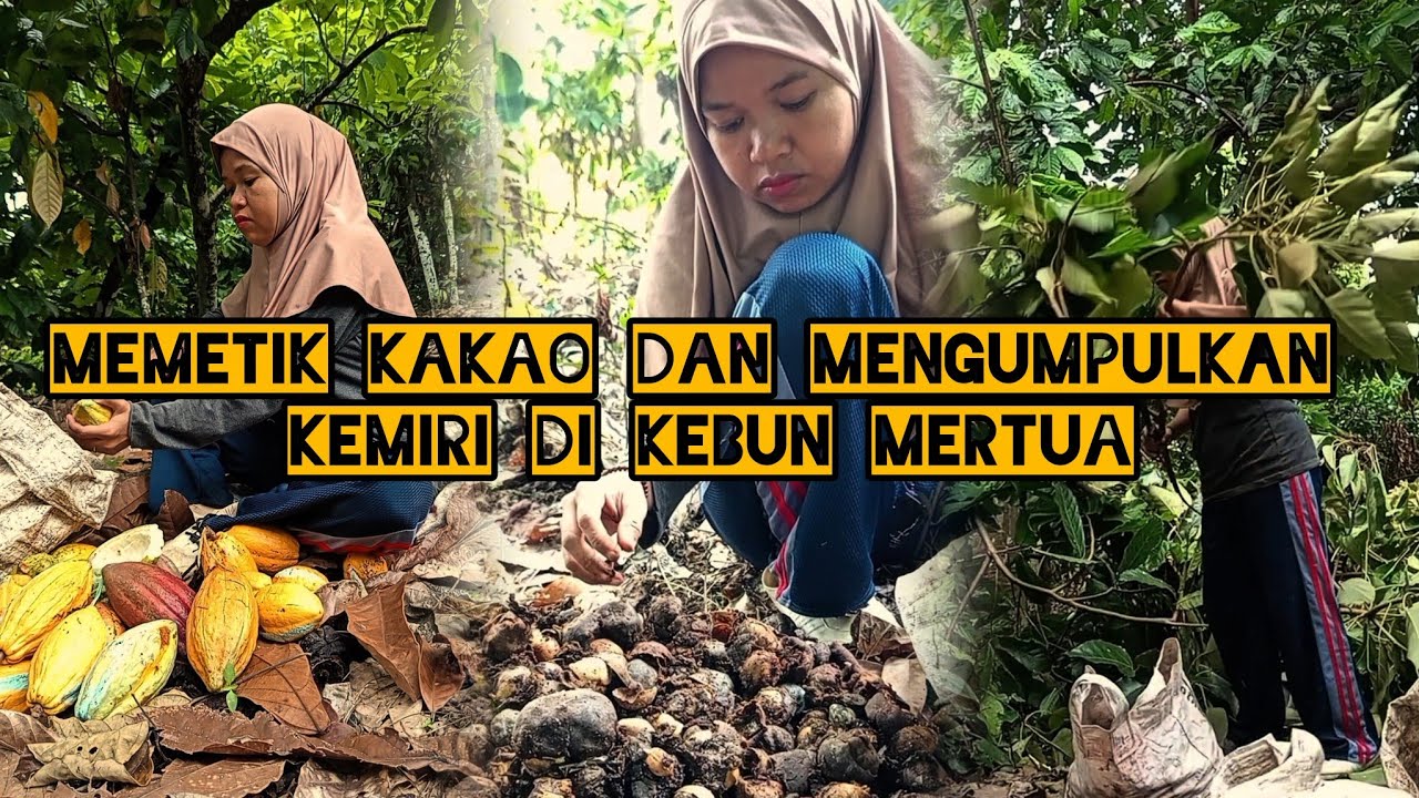 MEMETIK KAKAO DAN LANJUT MENGUMPULKAN KEMIRI DIKEBUN MERTUA. #dailyvlog #petanimuda #fyp 