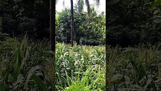 The view right in front of my house #lifeisbutadream #nature #trendingshorts