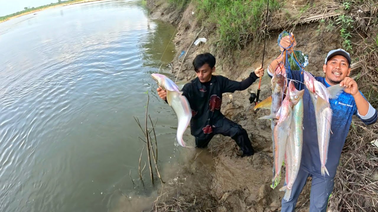24 JAM MEMANCING IKAN DI SUNGAI ROKAN KIRI DAPAT BERMACAM JENIS IKAN BESAR