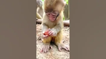 च त य बन त ह Monkey Funny Dubbing Video Dubbing Animals Shorts Monkey Funny Memes 