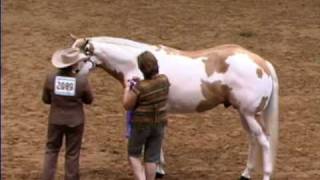 INVESTED BY FAR     APHA  AQHA  World Champion Stallion
