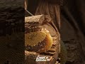 Odun Kestik, İçinden Arı Kovanı Çıktı! 🐝🍯 #asmr #arı #petek #odun #gerçekgibi #keşfet #trending