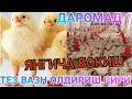 Бройлер чожа бокиш.Янгича услуби 2020