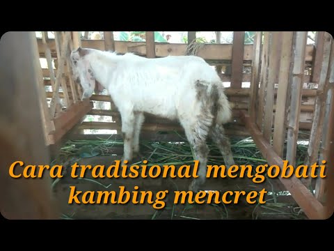 Cara mudah mengobati kambing diare/mencret 100% ampuh Dengan cara tradisioal