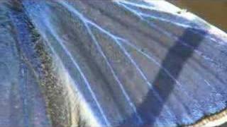 Icarusblauwtje Hauhechelblaeuling Common Blue Largus Icare