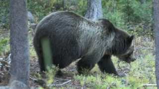 Grizzly In Yellowstone Np