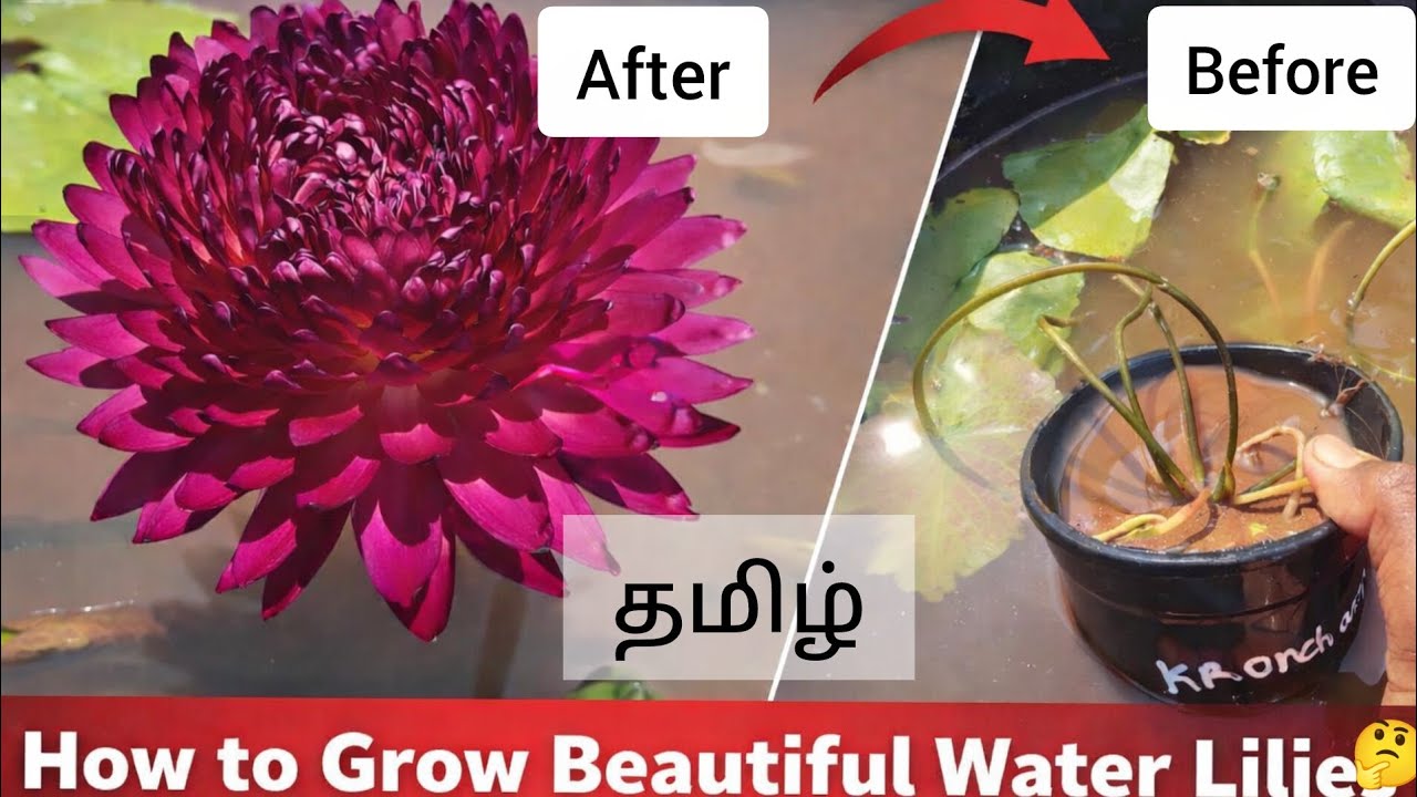 அல்லி செடி நடவு செய்தல்/ How to plant water lily / How to grow water lily at home / மாடிதோட்டம் 