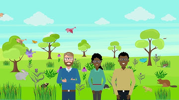 Prescribed burns in the prairie