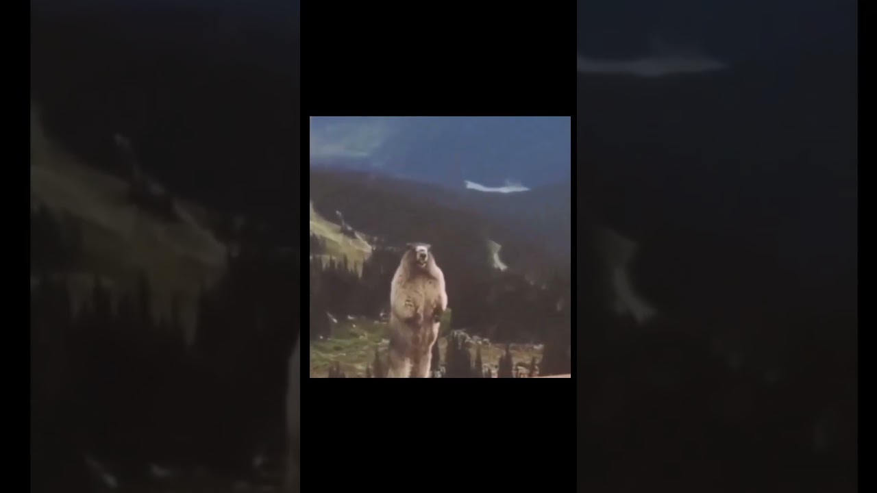 A funny situation from the screaming squirrel.