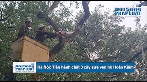 Hà Nội: Tiến hành chặt 3 cây sưa ven hồ Hoàn Kiếm